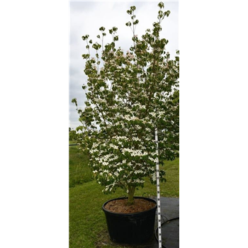 Cornus kousa 'Milky Way' F00006041