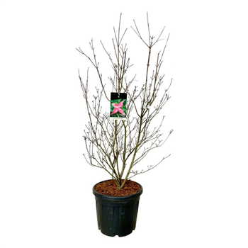 Cornus kousa 'Scarlet Fire' F00007235