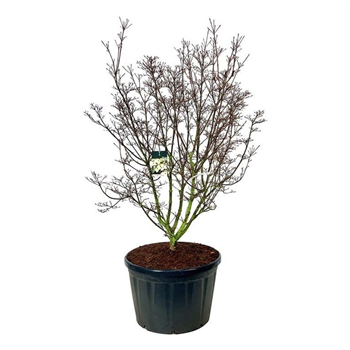Cornus kousa 'Schmetterling' F00007117