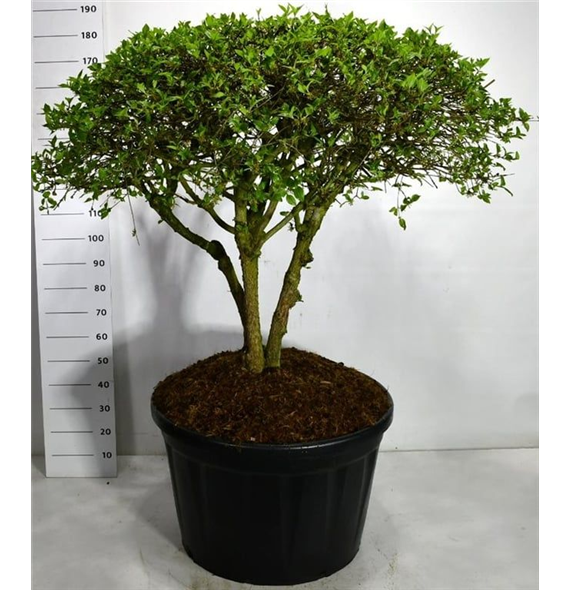 Cornus mas F00006327