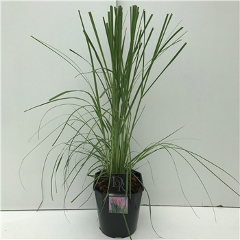Cortaderia selloana 'Rosea' F00003905