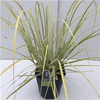 Cortaderia selloana 'Splendid Star' F00004016