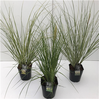Cortaderia selloana mix F00003994