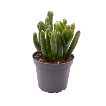 Crassula Coral F00000963