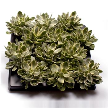 Crassula Money Maker Jade Magic F00000959
