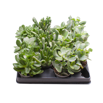 Crassula mix F00001978