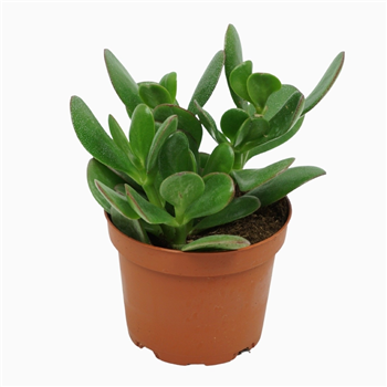 Crassula ovata F00001311