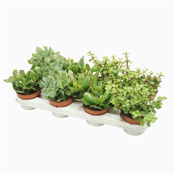 Crassula mix F00002110