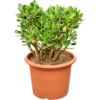 Crassula ovata 5CROVBU34