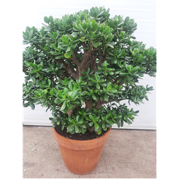 Crassula ovata F00002843