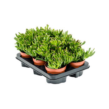 Crassula ovata 'Horn tree' 6/tray 5CRHOBU40