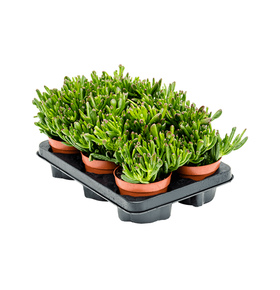 Crassula ovata 'Horn tree' 6/tray 5CRHOBU40