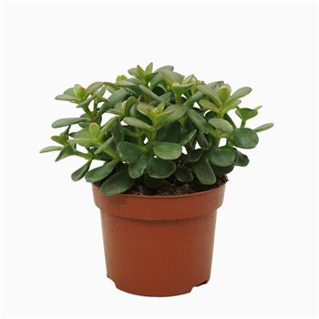 Crassula ovata 'Minor' F00001366