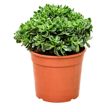 Crassula ovata 'Hulk' 5CRHUBP18