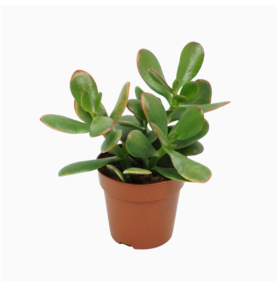 Crassula ovata 'Sunset' F00004611