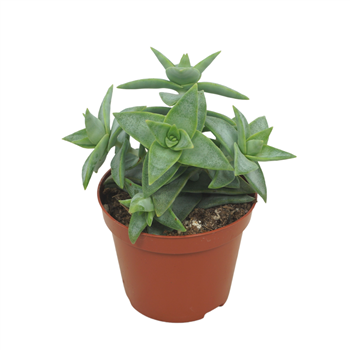 Crassula perforata F00004610