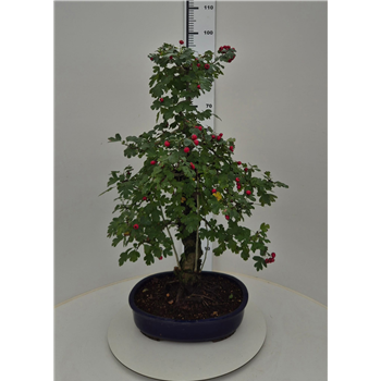 Crataegus cuneata F00007626