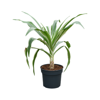 Crinum asiaticum 4CRASBU07