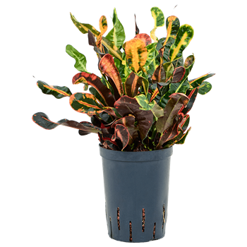 Croton (Codiaeum) variegatum 'Mammi' 1CRMABP15