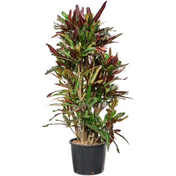 Croton (Codiaeum) variegatum 'Mammi' 1CRMAVT35