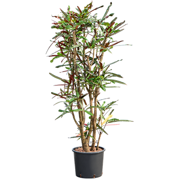 Croton (Codiaeum) variegatum 'Mammi' 1CRMAVT16
