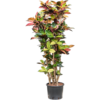 Croton (Codiaeum) variegatum 'Mrs Iceton' 1CRICVT13