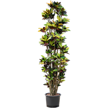 Croton (Codiaeum) variegatum 'Mrs Iceton' 1CRICVT22
