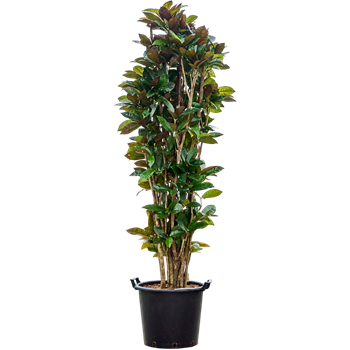 Croton (Codiaeum) variegatum 'Mrs Iceton' 4COICVT56