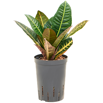 Croton (Codiaeum) variegatum 'Petra' 1CRPEBP10
