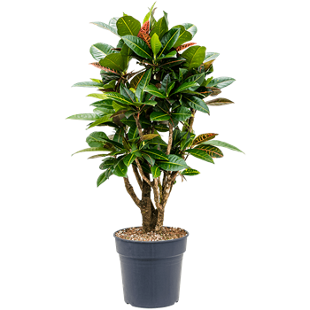 Croton (Codiaeum) variegatum 'Petra' (90-110) 4COPEVT13
