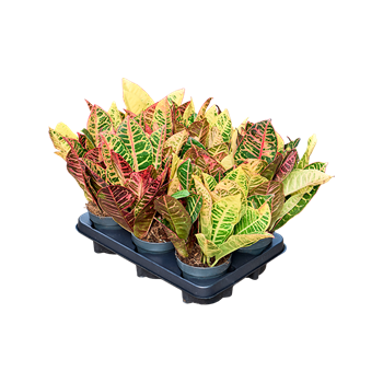 Croton (Codiaeum) variegatum 'Petra' 6/tray 4COPEBP11