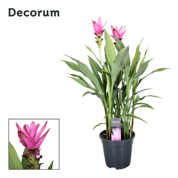 Curcuma 'Siam Supreme' F00000350