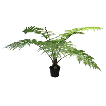Cyathea cooperi F00003243