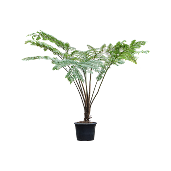 Cyathea cooperi 4CYCORS02