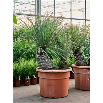 Dasylirion serratifolium (140-160) 4DASESS35