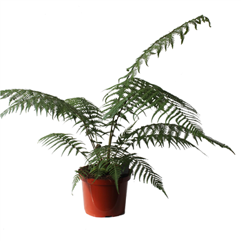 Dicksonia antarctica F00002349