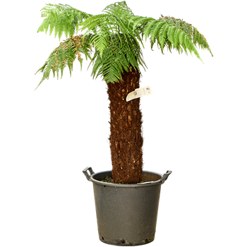 Dicksonia antarctica 4DIANRS41