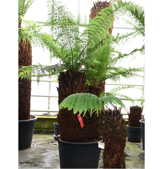 Dicksonia antarctica 4DIANMS33
