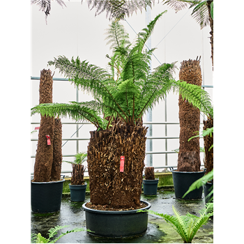 Dicksonia antarctica 4DIANMS29