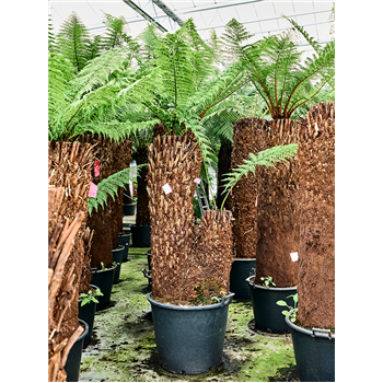 Dicksonia antarctica 4DIANMS51