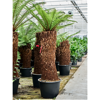Dicksonia antarctica 4DIANRS56