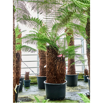 Dicksonia antarctica 4DIANMS68