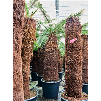 Dicksonia antarctica 4DIANRS70