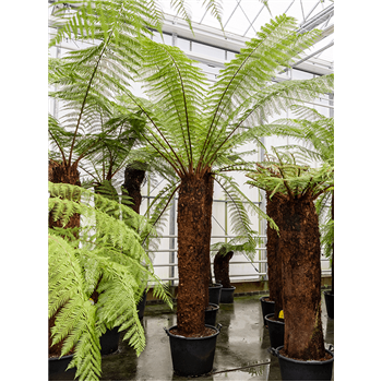 Dicksonia antarctica 4DIANRS46