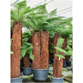 Dicksonia antarctica 4DIANSS08
