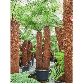 Dicksonia antarctica 4DIANSS09