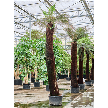 Dicksonia antarctica 4DIANRS08
