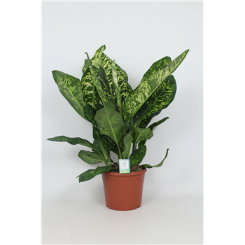 Dieffenbachia seguine 'Crown' F00005476