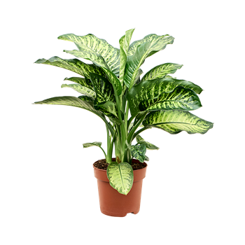 Dieffenbachia seguine 'Maroba' 4DIMABU00