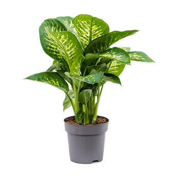 Dieffenbachia seguine 'Reeva' 4DISR4T05